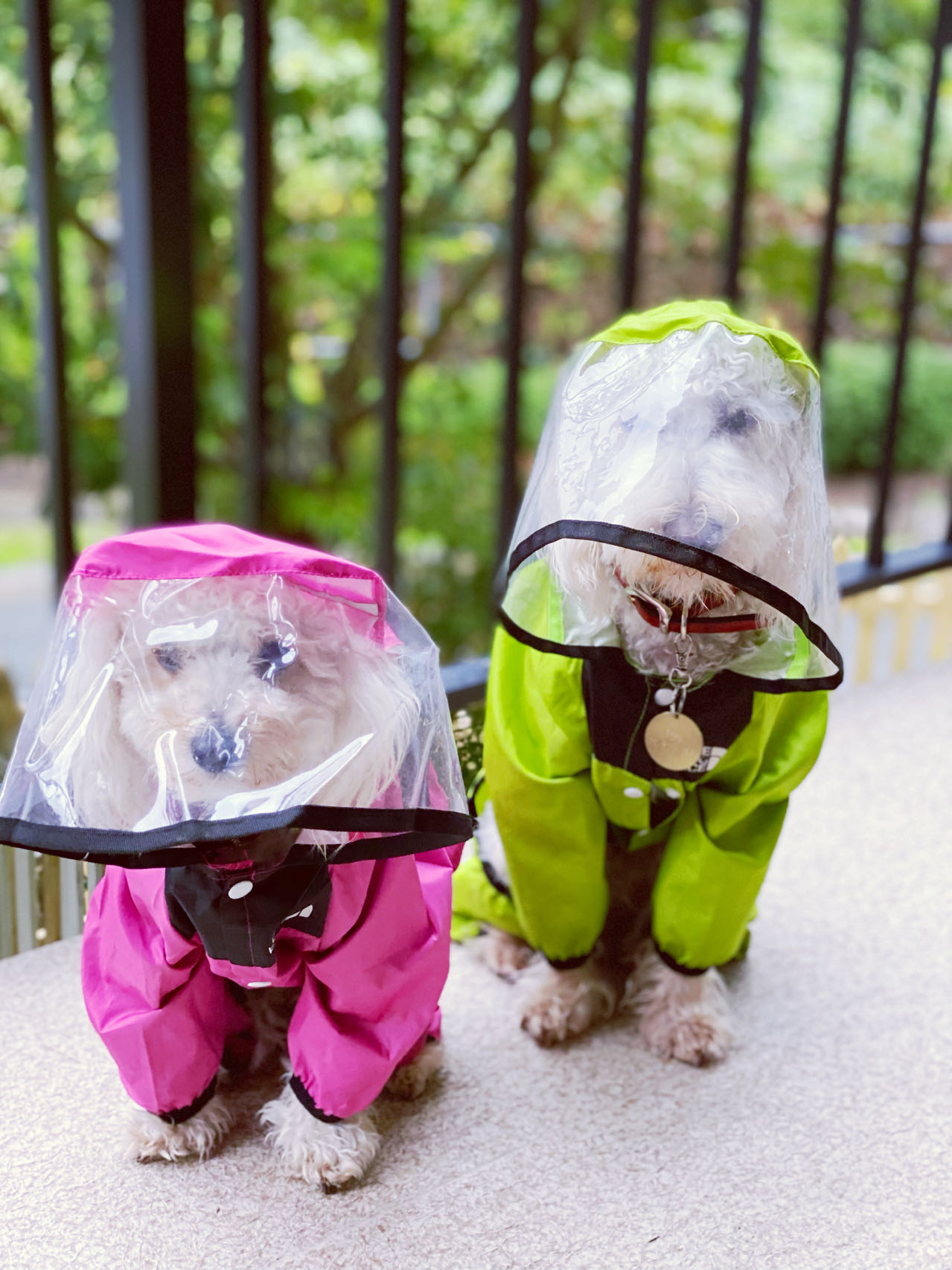 The Dog Face raincoat for small and medium size breeds