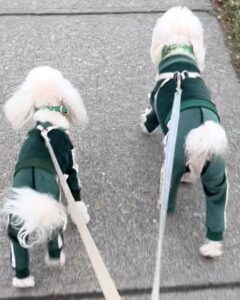 High end quality dog clothes for small breeds