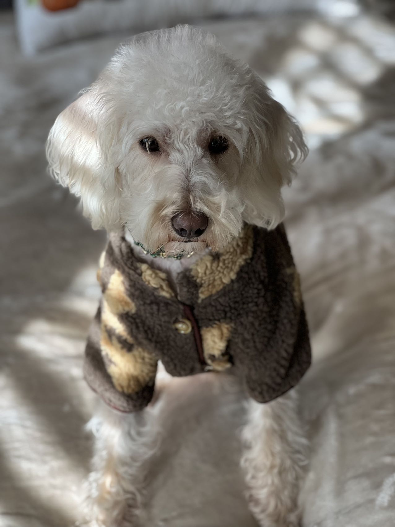 Warm dog winter coat; dog jacket