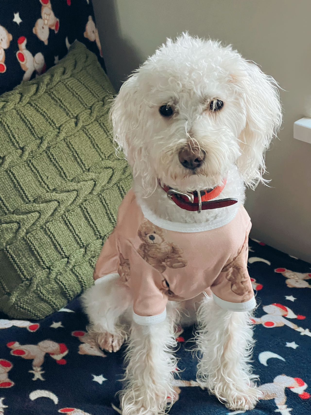 Cute pet shirt for small breed dogs