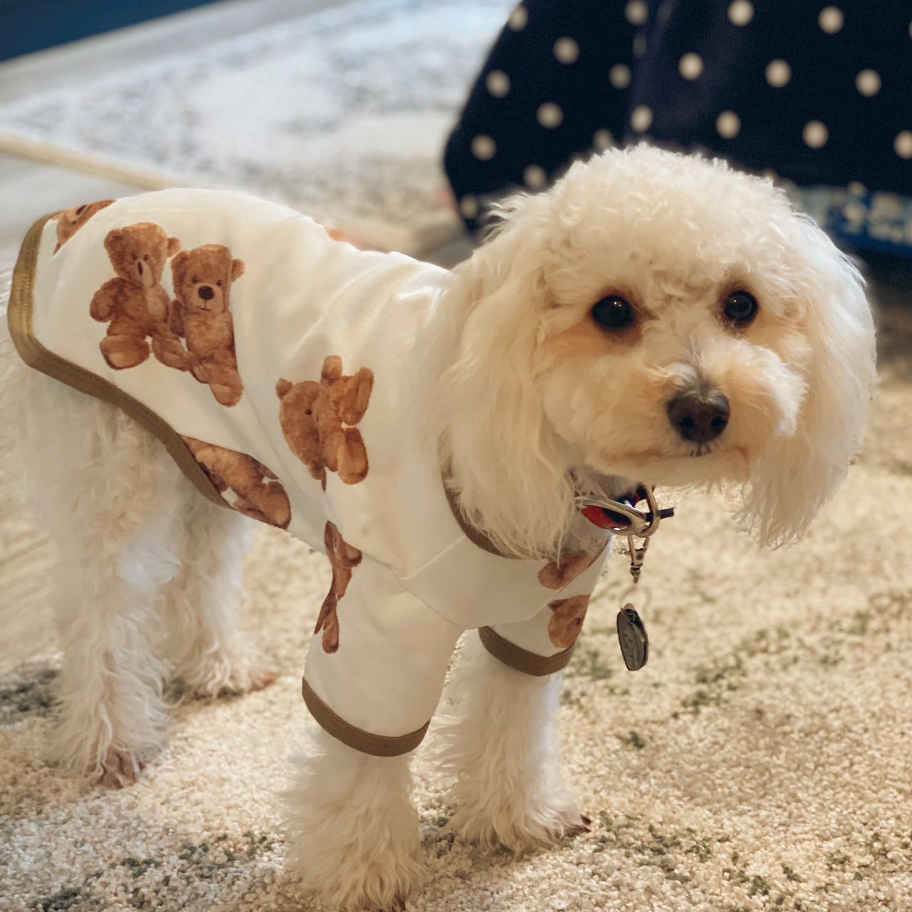 Cute pet shirt for small breed dogs