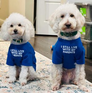 Cute dog shirts