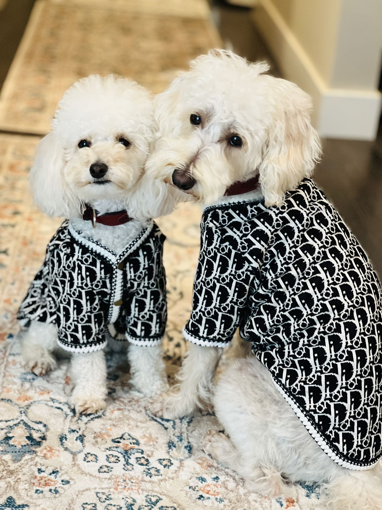 Stylish pet shirts