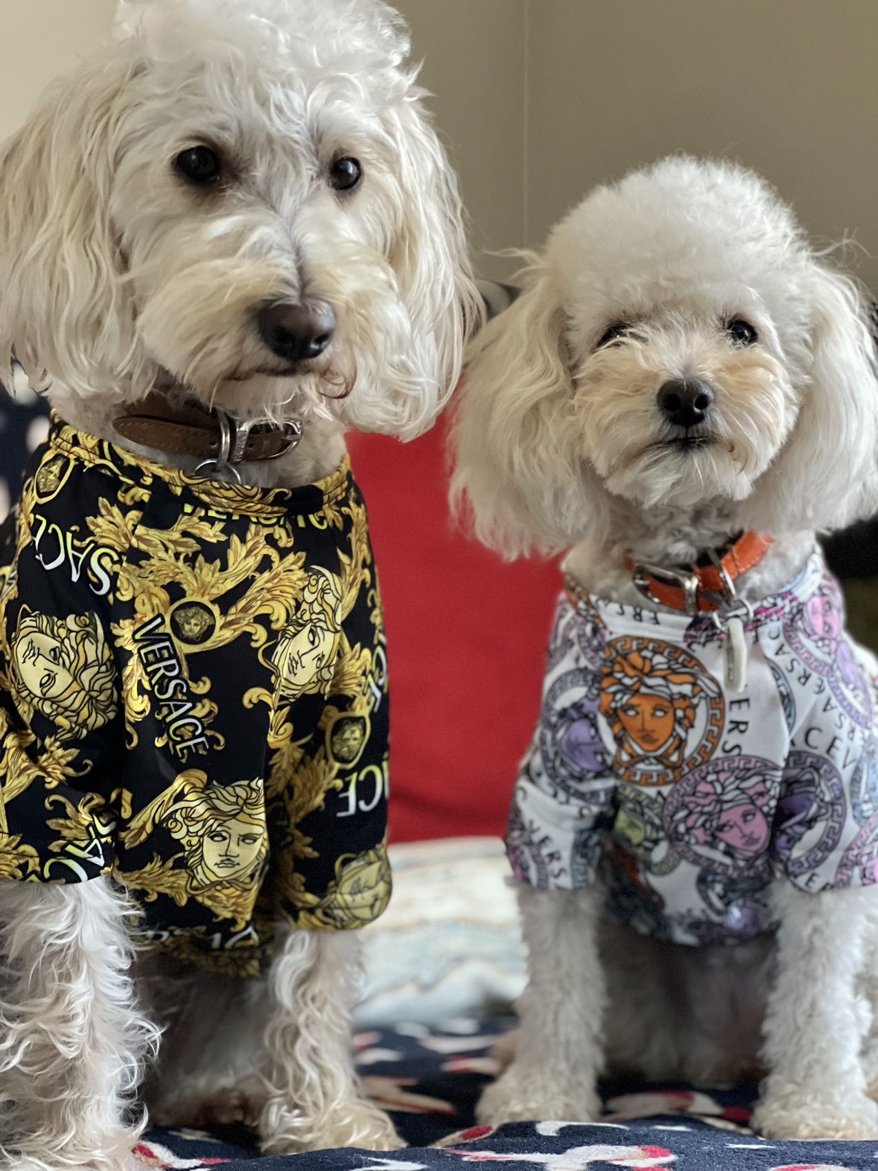 Stylish pet shirts