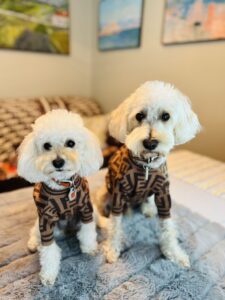 Fancy pet sweaters for small breed dogs